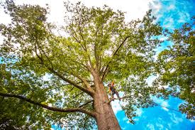 How Our Tree Care Process Works  in  Pioche, NV